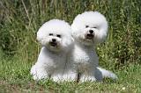 BICHON FRISE 414